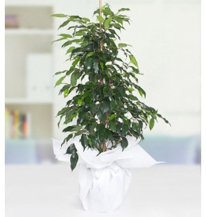 Ficus Benjamin Bitkisi (Daniella)